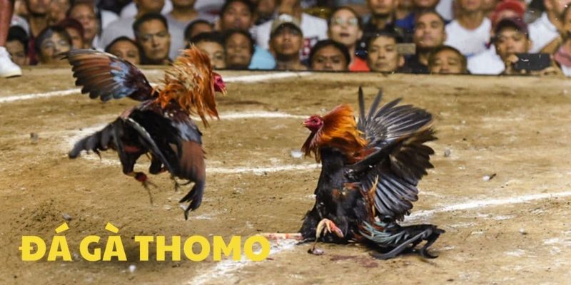 Bí quyết chiến thắng lớn tại các trận đá gà Thomo hôm nay