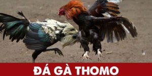 Đá Gà Thomo Đỉnh Cao Với Những Trận Đấu Kịch Tính Nhất