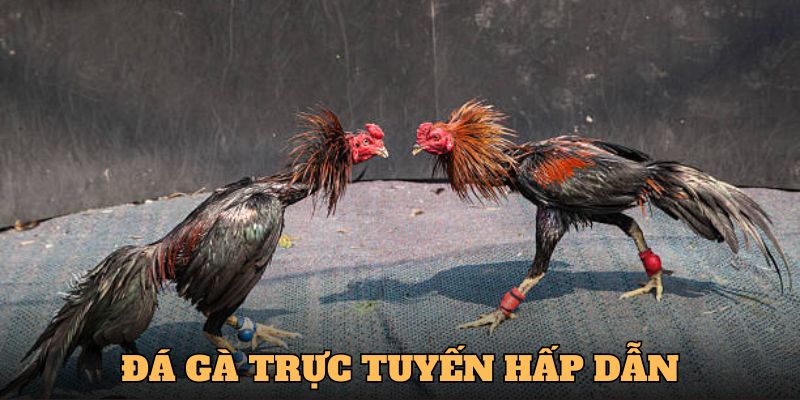 Đá gà trực tuyến rất thú vị