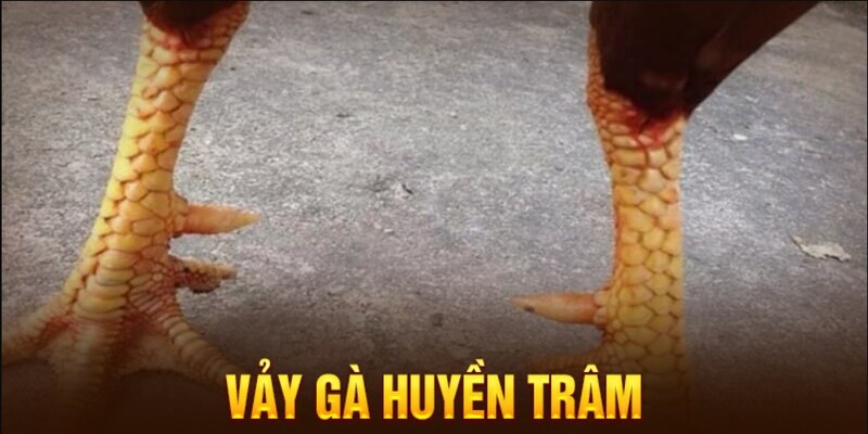 Đôi nét căn bản về vảy gà huyền trâm