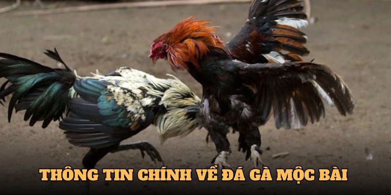 Những thông tin chính về đá gà Mộc Bài